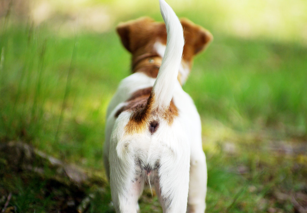 せん 犬 絞り もん こう 犬の肛門腺の絞り方【獣医師が解説！】