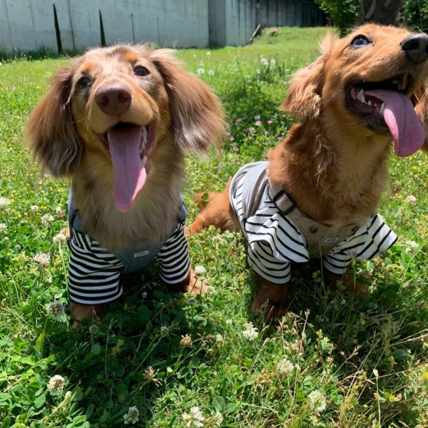 TOTO&ROY ポパイストライプ Tシャツ ブラック